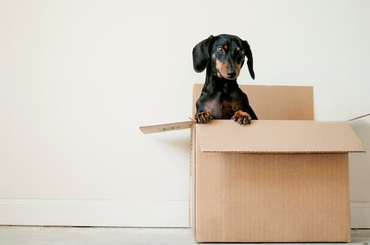 A black and brown dog in a moving box
