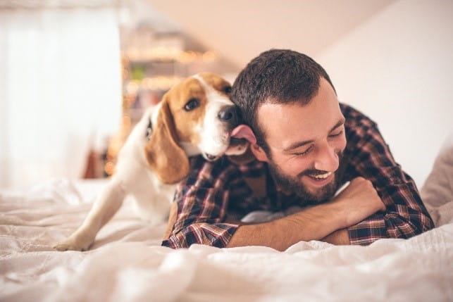 man laughing whilst relaxing on his bed with his dog who is playful and licking his owner's ear 