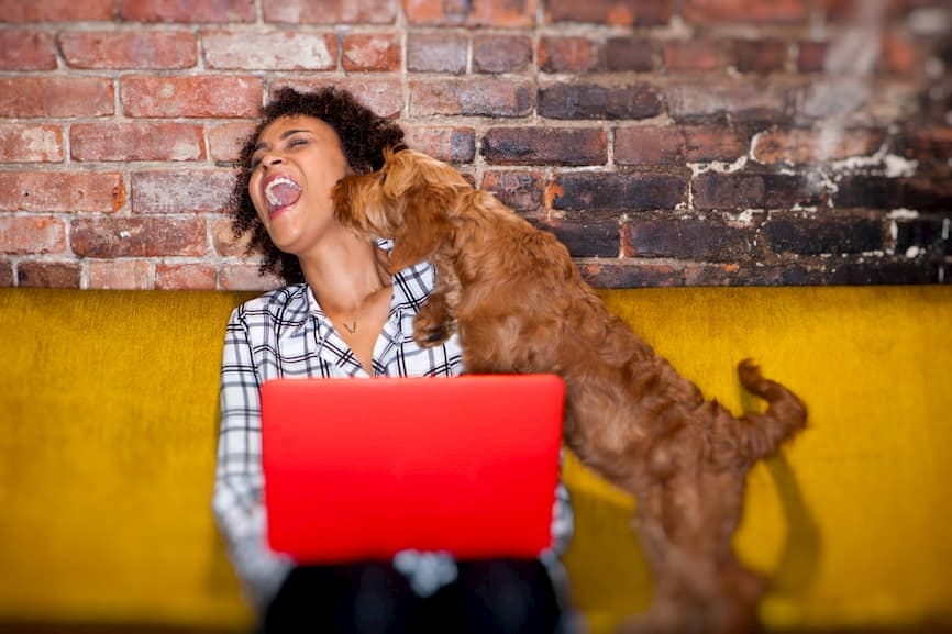 woman laughing as her dog licks her face whilst she is trying working from home